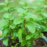 500+ Hat Giong Rau Hung Lui Vietnamese Mint Herb Non GMO Pot Planting Easy and Simply rau húng lũi