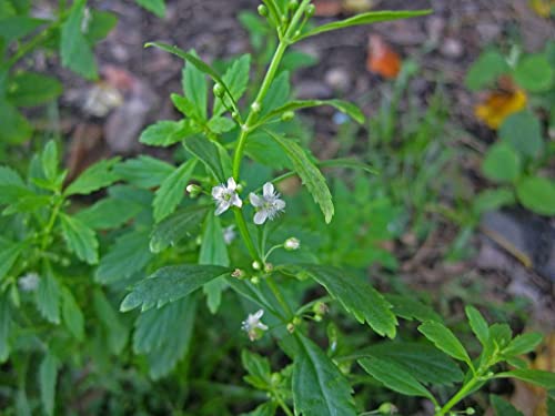 Creative Farmer Kallurukki (Scoparia Dulcis) Stone Breaker Herb Plant Healthy Live (Healthy Live Plant) 1