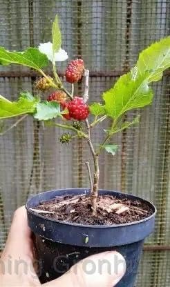 Charming Gronhus All Time Variety Sweet Mulberry Shahtoot Live Fruit Plant (Air Layering) Live Plants & Tree For Home and Graden Healthy Live Plant With Black Plastic Pot (B0D1CQHH3W) Amazon Price History, Amazon Price Tracker