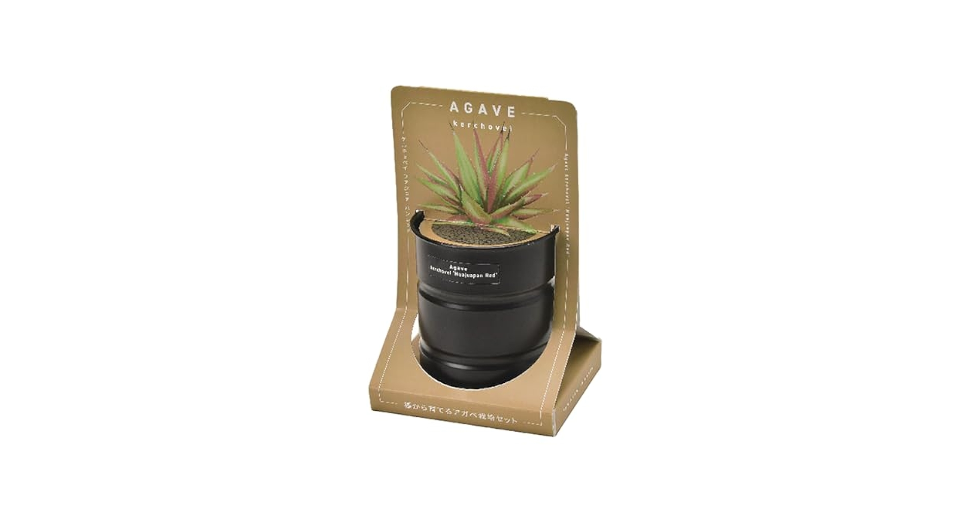 Amazon.co.jp: 聖新陶芸 種から育てる アガベ栽培セット