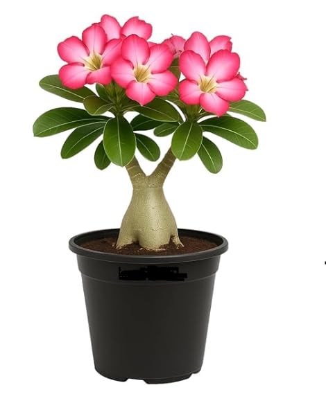 SSK NEW Bonsai Air Layered Adenium/Desert Roses Live Flower Plant,1 Healthy Live Decorative Flowering Plant, 1Ft Height in Nursery Grow Bag for Home Garden-image-29