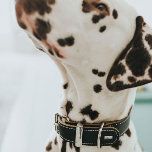 HUNTER AALBORG SPECIAL Hundehalsband, Leder, strapazierfähig, komfortabel, 45 (S), schwarz