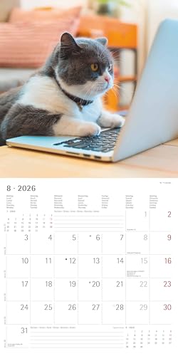 Alpha Edition - Funny Cats Kalender 2026 – Wandkalender 30x30 cm – Lustiger Katzenkalender für Katzenliebhaber – 12 witzige Katzenfotografien, viel Platz für Notizen, mit Feiertagen & Ferienterminen