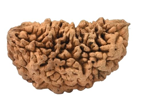 DAIMOND DREAM Kajudana Rudraksha Nepali Beads काजू दाना IGL Lab Certified Superb Natural 1 Mukhi Kajudana Rudraksha For Make Pendant One Face Rudraksha For Women
