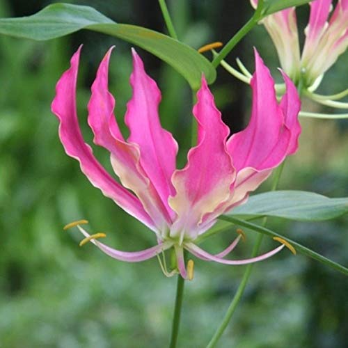 球根 グロリオサの人気商品 通販 価格比較 価格 Com