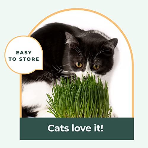 Window Garden Cat Grass for Indoor Cats (3 Pack) - Easy to Grow Kitty Grass Kit , The Purr-FECT Catnip Growing Kit with Planter, Plant Kit Includes Organic Non GMO Wheatgrass Seed and Fiber Soil. - Thumbnail 4