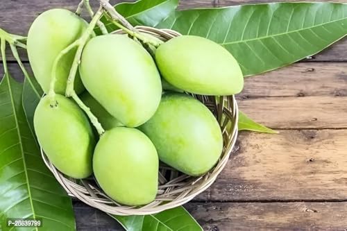 Image of Testy & Delicious Frash ''Kacha Mitha Mango Fruit'' Tree Grafted Plant || For Home Garden Outdoor & Indoor plant.