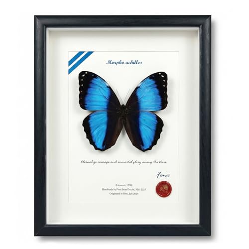 ArsVenciik Real Framed Butterfly Specimen - Preserved Morpho achilles (Blue