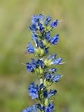 BLAUER NATTERNKOPF - ECHIUM VULGARE 10+ SAMEN E 407