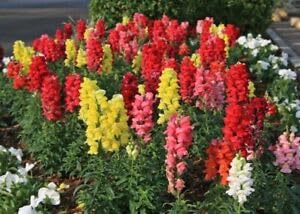 Snapdragon Giant Mix 150 Seeds Scented Border Cut Flowers CottageBees