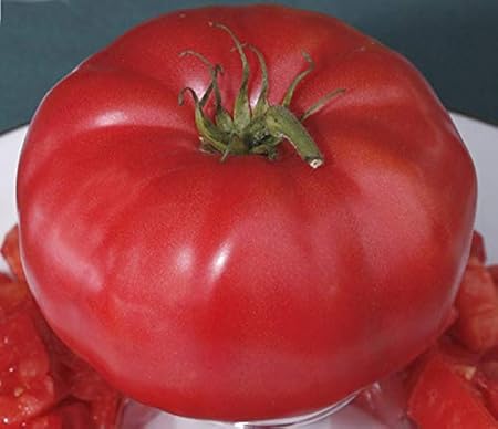 Fashion ER Tomate – gigantomo F1–12 –, mit großen, Profi-Samen ...