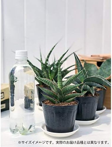 Amazon Co Jp 多肉植物 サンスベリア フランシシー 3号ポット 育て方説明書付き Sansevieria Francisii Diy 工具 ガーデン Amazon Co Jp 多肉植物 サンスベリア フランシシー 3号ポット 育て方説明書付き Sansevieria Francisii Diy 工具 ガーデン
