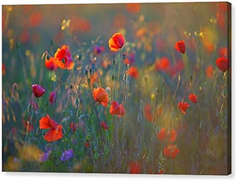 Amazon ポピー花畑キャンバスアートポスターアートプリントアートインテリア絵画壁画 40 X 30 Cm ウォールステッカー オンライン通販 Amazon ポピー花畑キャンバスアートポスターアートプリントアートインテリア絵画壁画 40 X 30 Cm ウォールステッカー オンライン通販
