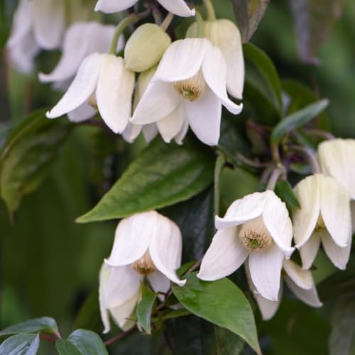Image of Clematis 'Winter Beauty' - Evergreen Hardy Shrub with Winter Flowers – 2X 7cm Pot + 2X Tower Pot by Thompson & Morgan