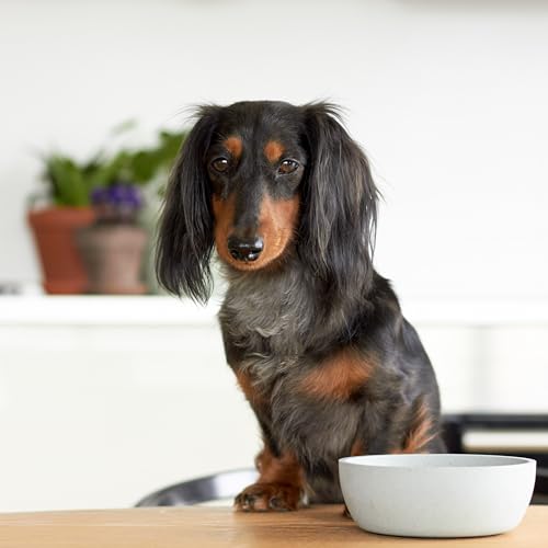 District 70 - Bamboo Hundenapf - Eisblau - Medium: 17, 5 x 17, 5 x 5, 8 cm (1.000 ml)