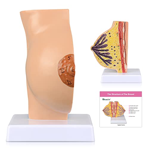 Image of Ultrassist Non-Lactating Breast Model, Human Anatomy Model, Breast Anatomical Model with Study Card for Doctor Surgeon Gift