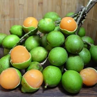 New Fresh 25pcs mamoncillo Fruit Seeds Generic