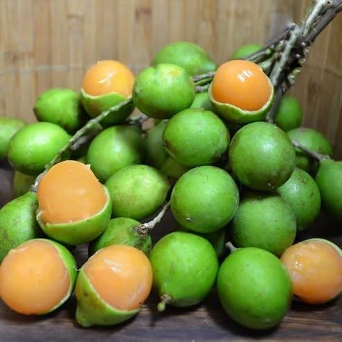 New Fresh 25pcs mamoncillo Fruit Seeds Generic