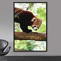 Framed Canvas Wall Art Red Panda Animals Expressive Koala Living Room Multicolor Photography Tropical - 16x24 inches