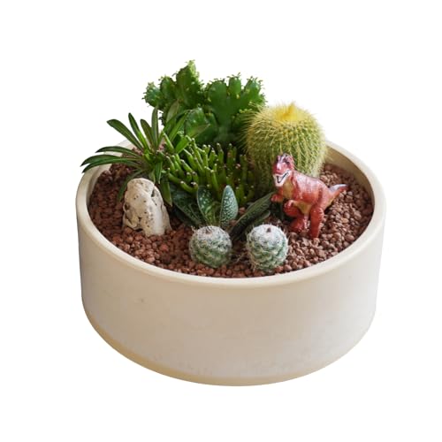 サボテンのオリジナル寄せ植え(小)[恐竜セット]