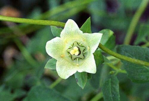 20 graines de GINSENG DU PAUVRE (Codonop sis Pilosula) H213 DANG SHEN SEEDS SAMEN