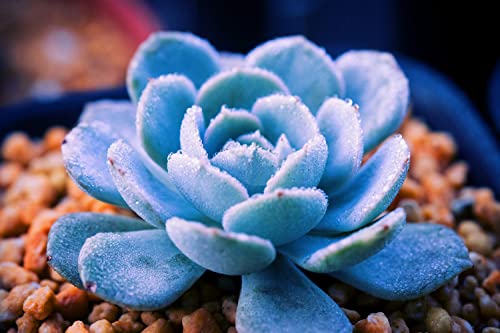 800Pcs Mix Rare Succulent Seeds For Planting, Diy Bonsai Ornamental Plant, Non-Gmo Open Pollinated Seeds #TOP7