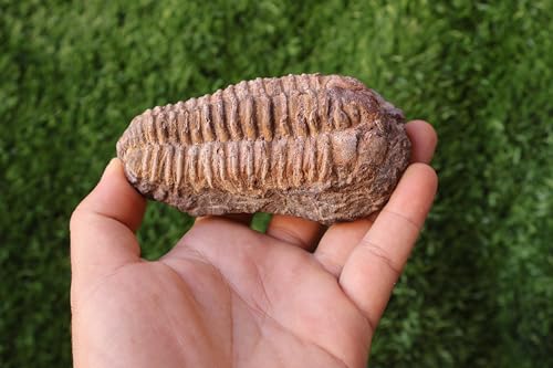 Image of Calymene Trilobite Flexicalymene Trilobite Ordovician Fossil Trilobites A217