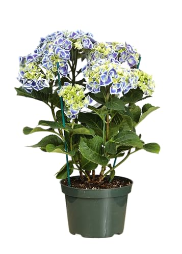 Hortensia Azul Natural Planta de Exterior Resistente y Fácil de Cultivar