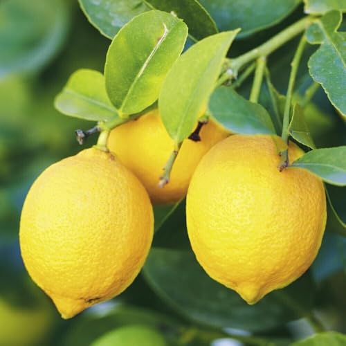 Live Plant Eureka Lemon Tree
