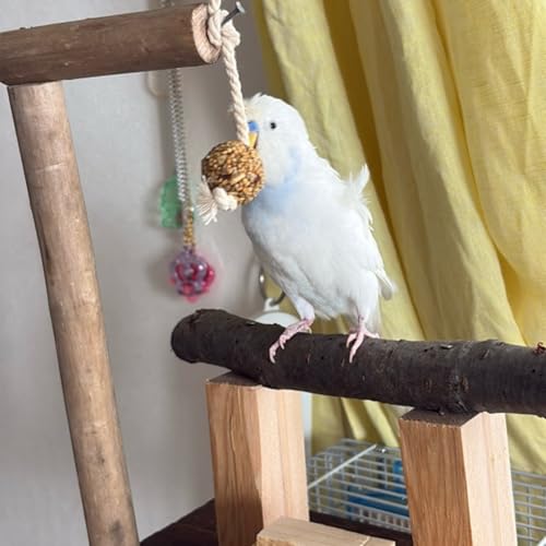 『10.16 朝ライブ　ピッピの止まり木など』のカバーアート