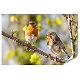 islandburner Premium Poster Zwei Rotkehlchen auf Ast im 