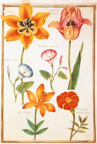 Affiche Toile Deux Tulipes Nicolas Robert Décoration Peinture Murale Fleurie 60x90cm