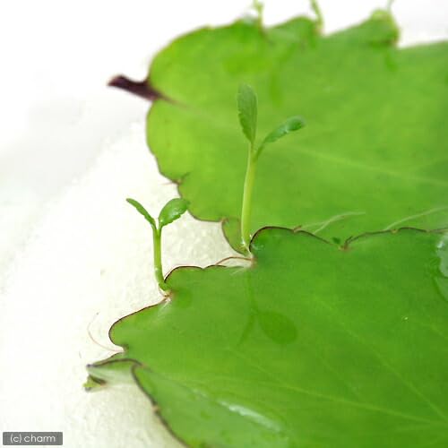 Amazon.co.jp: チャーム マザーリーフ（5枚セット） 観葉植物 緑色