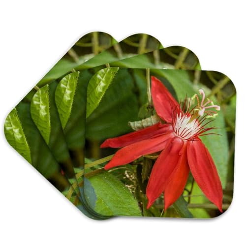 3dRose - Danita Delimont - Flowers - La Garita, Costa Rica. Red Passion Flower, Passiflora coccinea. - Coasters (cst-330950-1)