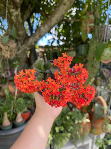 Image of Live Kalanchoe Plant with Pot | Flowering Succulent Plant for Home Garden | Low Maintenance Indoor & Outdoor Decorative Plant | Blooming Potted Plant for Balcony, Terrace & Office Decor