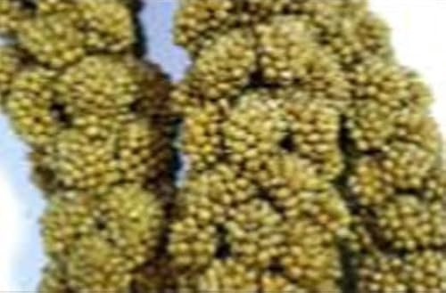 FAMILY MASCOTAS Mijo en espigas, panizo en espigas, Ideal para