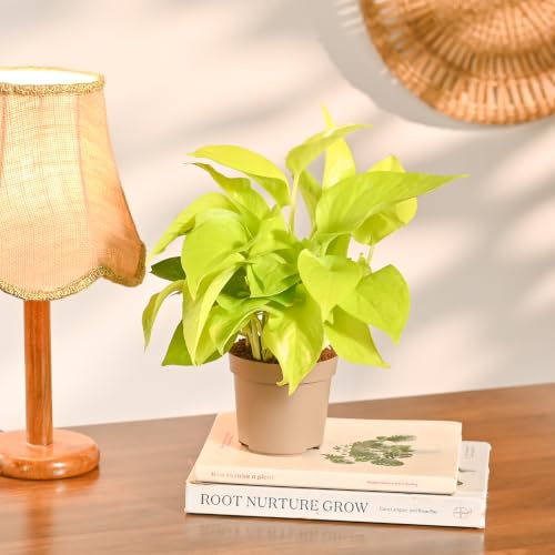 Image of UGAOO Combo of 3 Indoor Live Plants for Home Decor with Pot - Golden Money Plant,Fittonia Green,Jade Mini