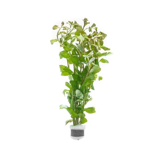 SubstrateSource Live Aquarium Stem Plants - Freshwater Aquatic Plant for Fish Tanks, Aquascaping...