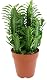 Wolfsmilch Fangblatt Euphorbia trigona Green – Dreikantige Pflanzen