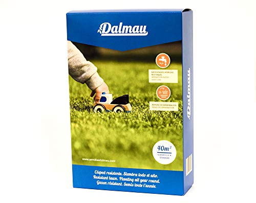 SEMILLAS DALMAU Lolium Perenne CT7, Raygrass o Césped Inglés, Jardines de Élite, Campos de fútbol y Golf, Mantenimiento Medio, 1kg
