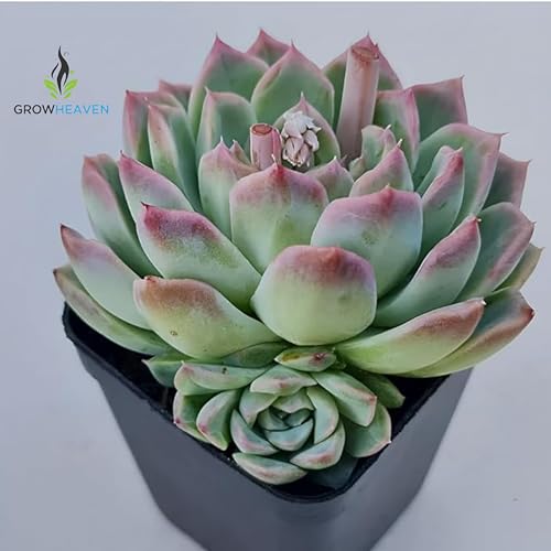 Image of live plants (LAKSHMI KAMAL PLANT)