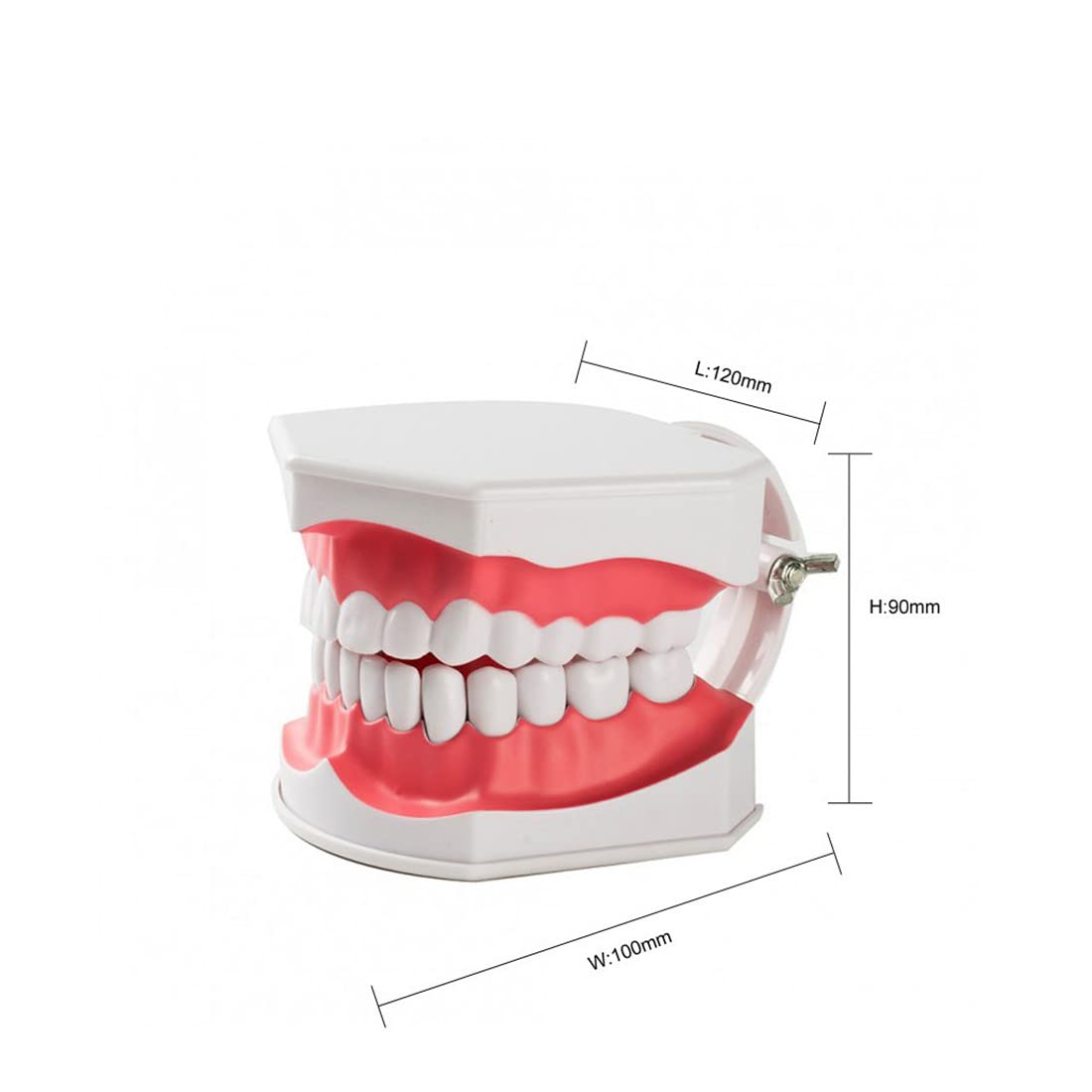 Snapklik.com : Dental Teeth Model, Enlarged 2 Times Standard Size ...