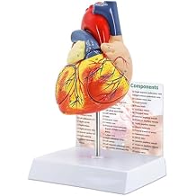 2X Enlarged Human Heart Model 4-Part Anatomically Accurate with 49 Numbered Structures, Magnetic Assembly & Base for for Science Demonstration and Anatomy Education