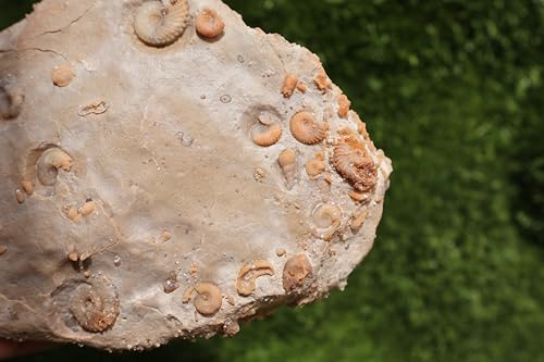 Image of Ammonites & Gastropods Plate Cretaceous Fossils Fossils from Morocco Fossil Rock ammonites Fossil from Morocco A208