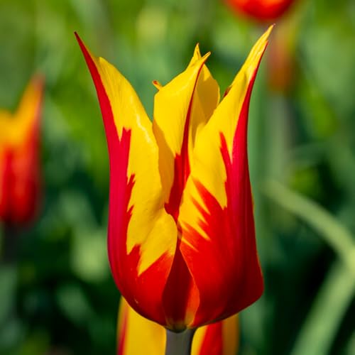 Bulbi di Tulipano FIORE DI GIGLIO | Bulbi provenienti dai migliori produttori Olandesi | Esclusiva selezione e controllo qualità | Fioritura garantita. (8 Tulipani Liliumformis FIRE WINGS)