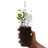 Lúpulo Flor Natural Planta Viva para Aromatizar Infusiones y Tés