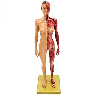 Human Body Musculoskeletal Anatomical Model for Study and Teaching (30CM1)