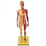 Human Body Musculoskeletal Anatomical Model for Study and Teaching (30CM1)