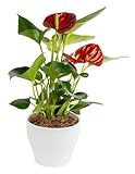 Costa Farms Blooming Anthurium Live Indoor Plant 10 to 12-Inches Tall, Ships in White Ceramic Planter, Gift, Fresh From Our Farm or Home Décor