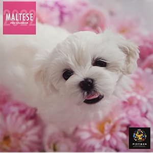 インターズー・クリニッククラブ ［PICT WAN］(S版)マルチーズ 2022年 カレンダー 壁掛け CL22-1235 白" 